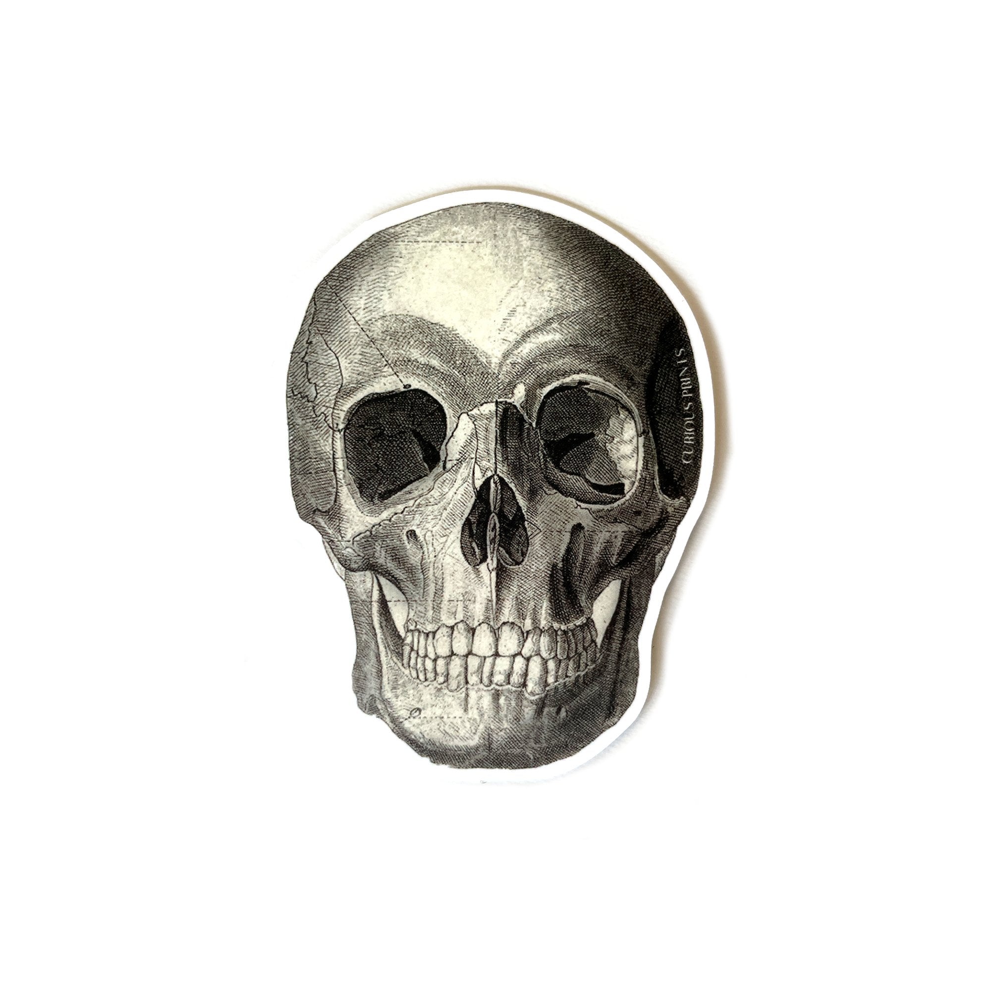 Vintage Anatomy Skull Waterproof Sticker - Spiral Circle