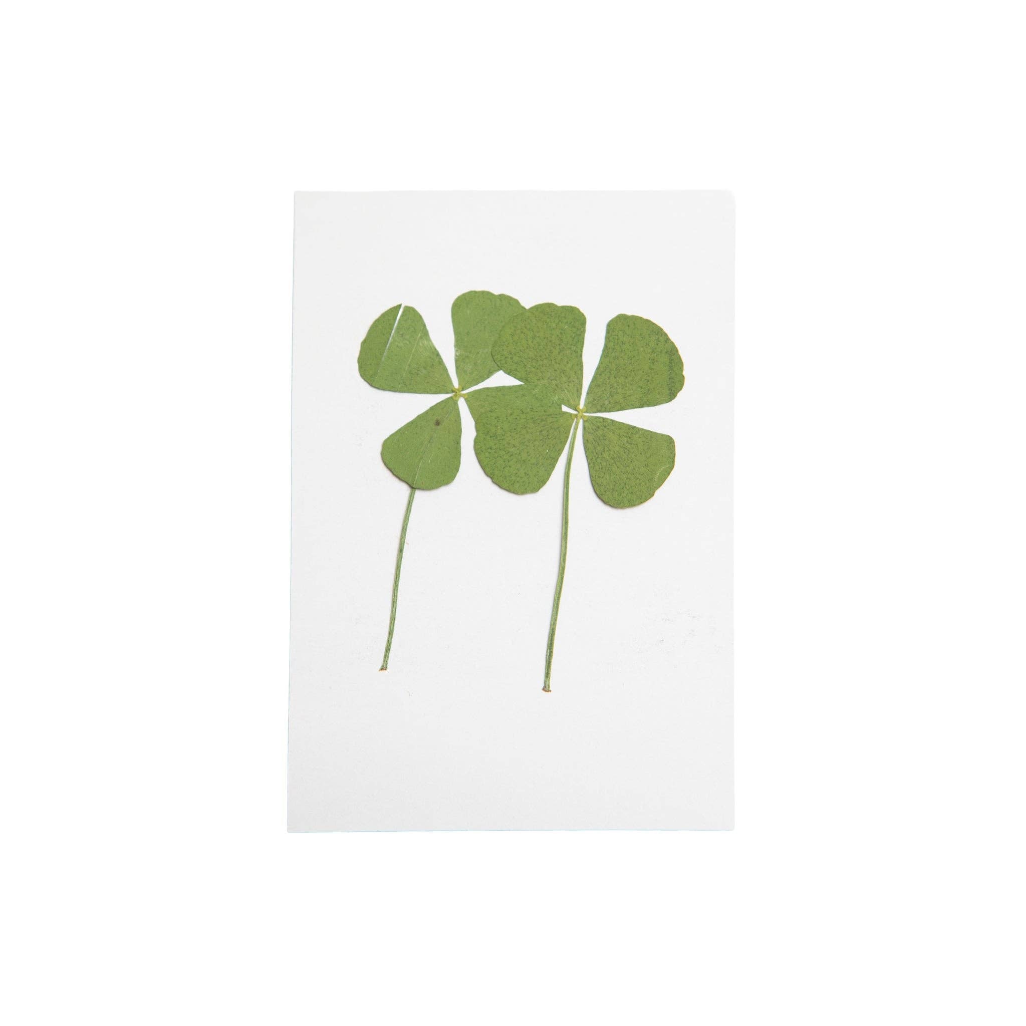 Pressed Four Leaf Clovers | Set of 2
