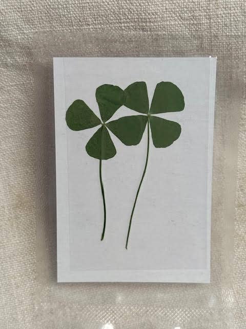 Pressed Four Leaf Clovers | Set of 2