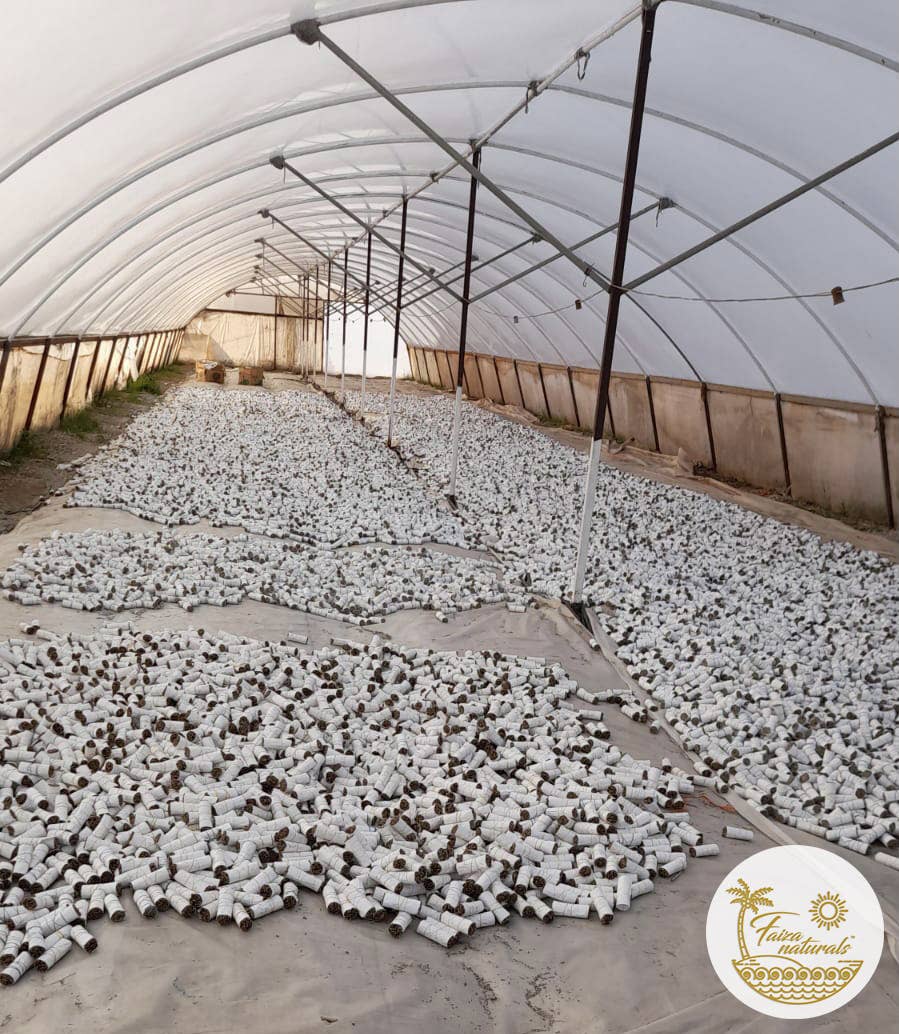 Baby White Sage Bundles 4 inch - Spiral Circle