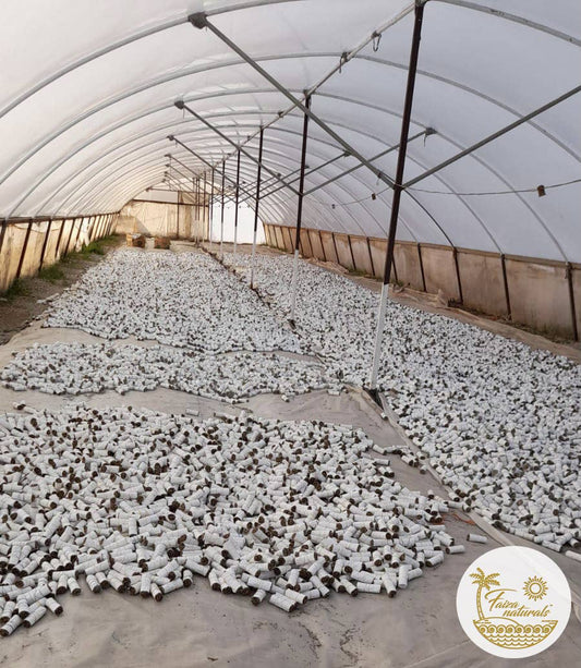 Baby White Sage Bundles 4 inch - Spiral Circle