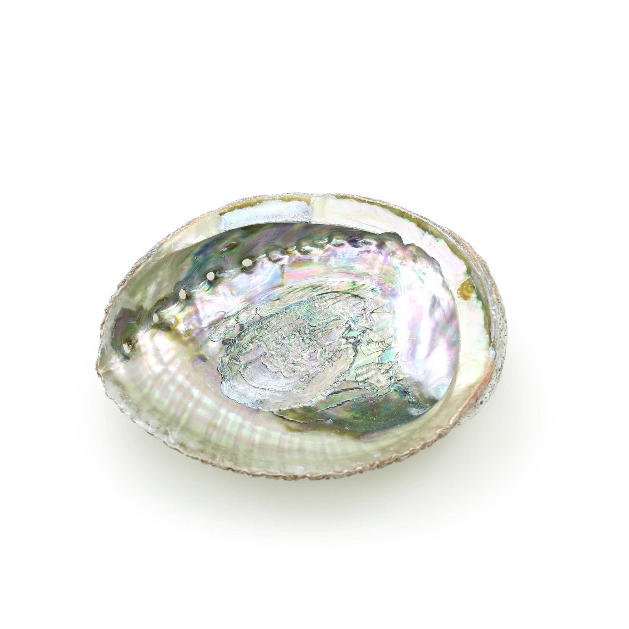 Burner - Abalone shell large 5" - 6.5" - Spiral Circle
