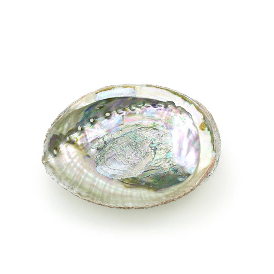 Burner - Abalone shell large 5" - 6.5" - Spiral Circle