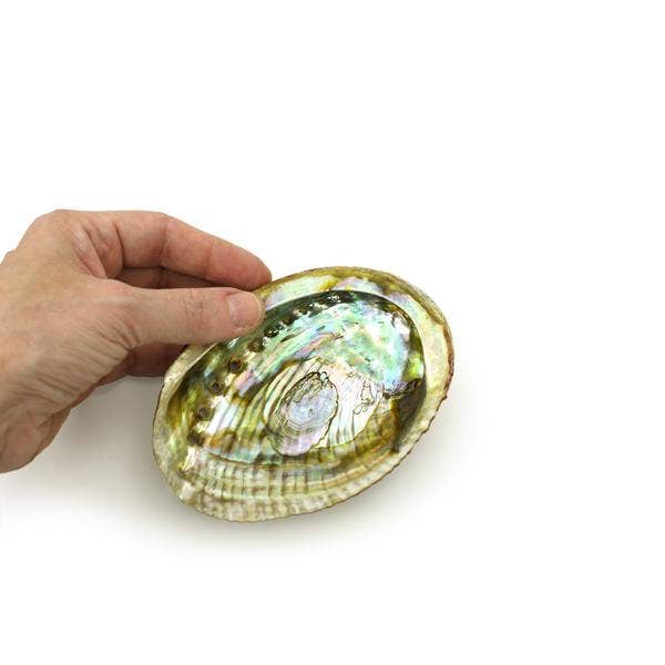 Burner - Abalone shell medium 3.75