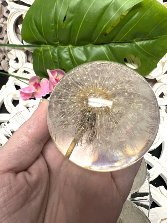 Dandelion Sphere - Spiral Circle