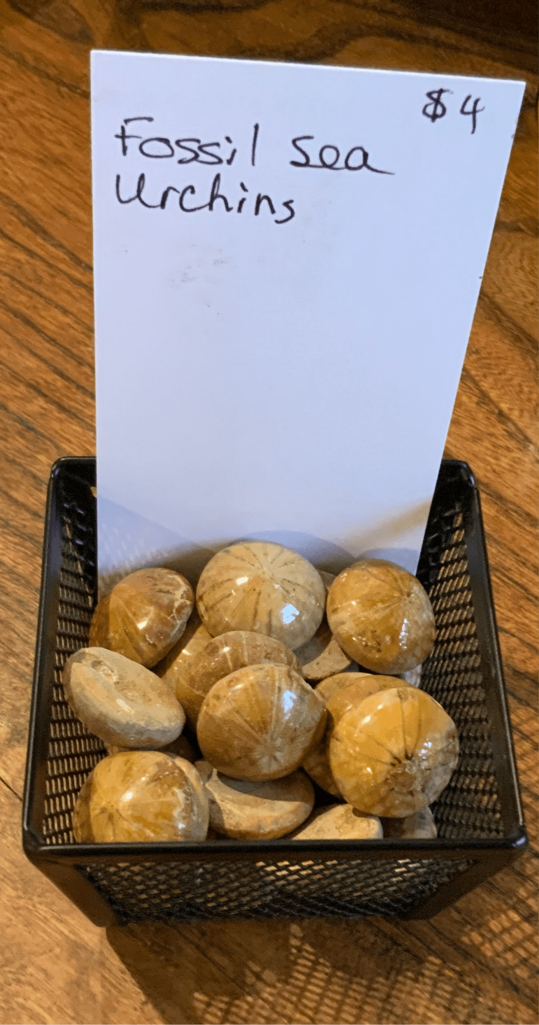 Fossil Sea Urchin - Spiral Circle