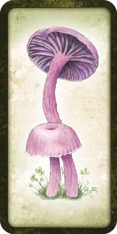 Mushroom Affirmations - Spiral Circle