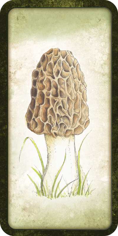 Mushroom Affirmations - Spiral Circle