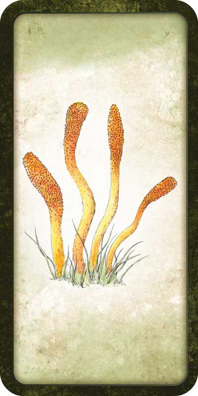 Mushroom Affirmations - Spiral Circle