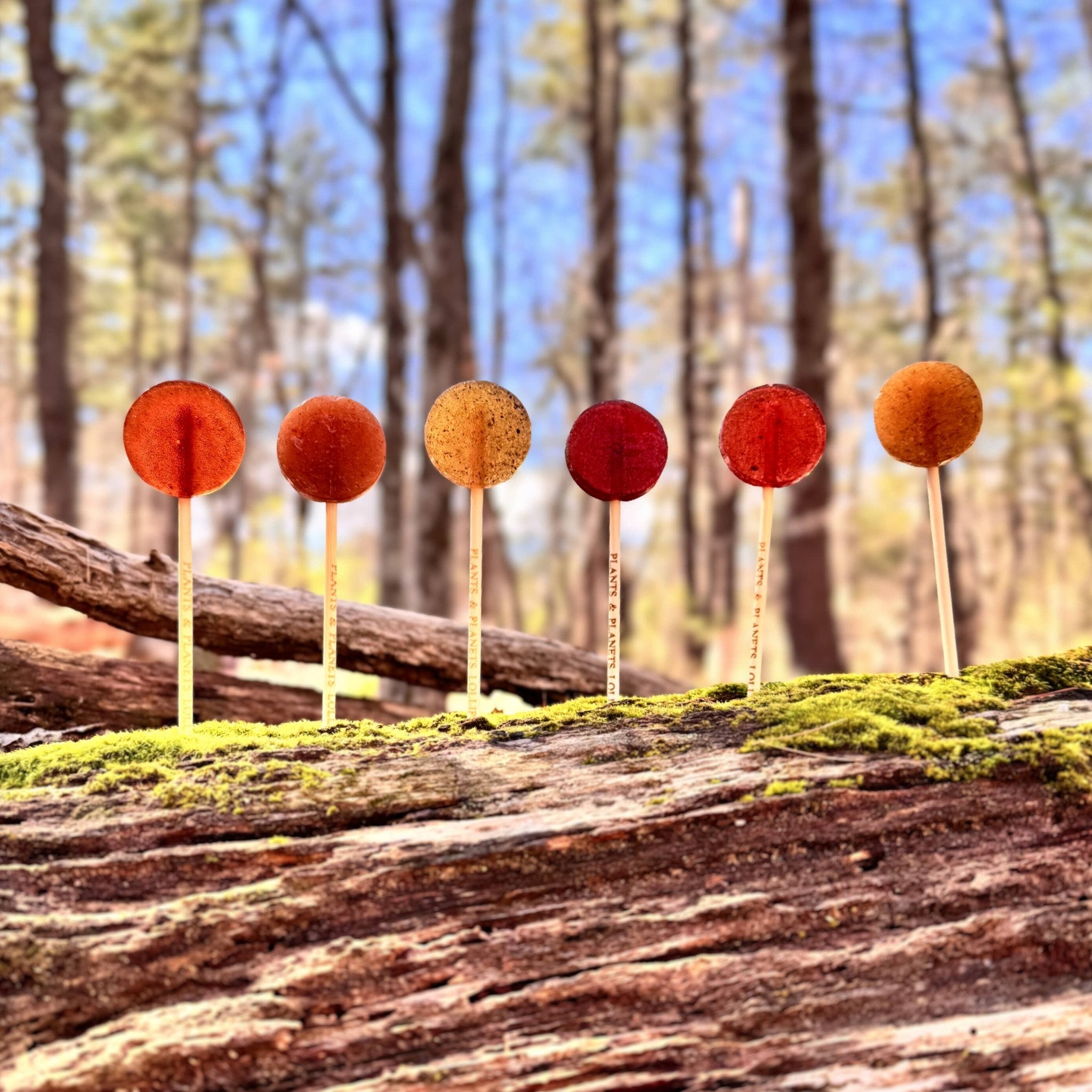 Plants & Planets Lollipops - Spiral Circle