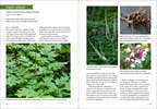 Southeast Medicinal Plants : Identify, Harvest, and Use - Spiral Circle