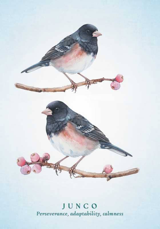 Spiritual Meaning of Birds Oracle Deck by Arin Murphy - Hiscock - Spiral Circle