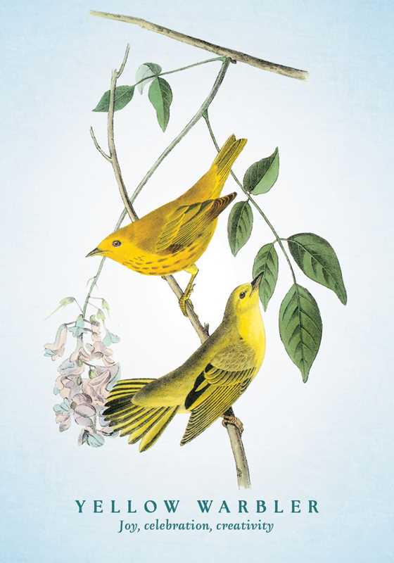 Spiritual Meaning of Birds Oracle Deck by Arin Murphy - Hiscock - Spiral Circle