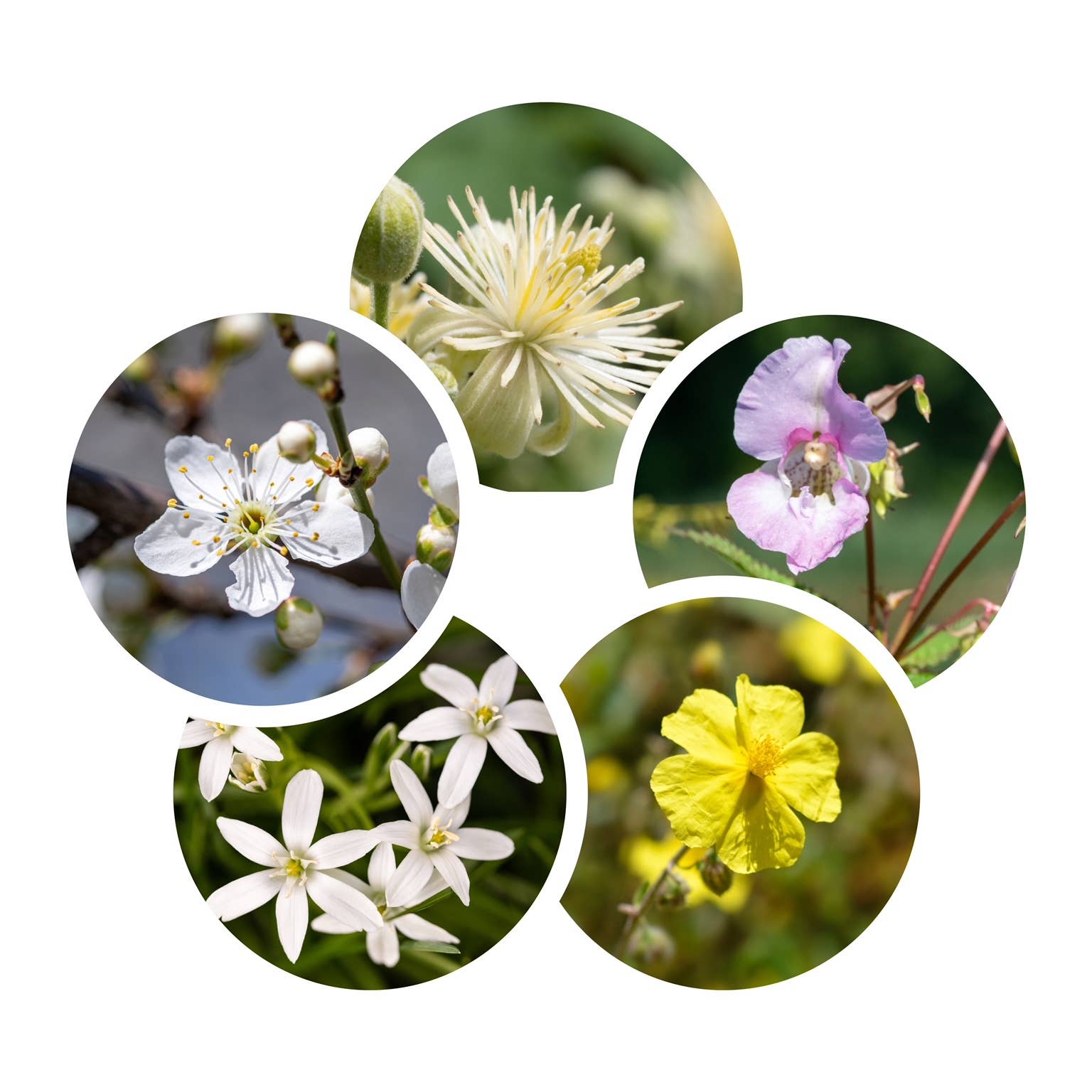 The Art of Flower Therapy - Spiral Circle