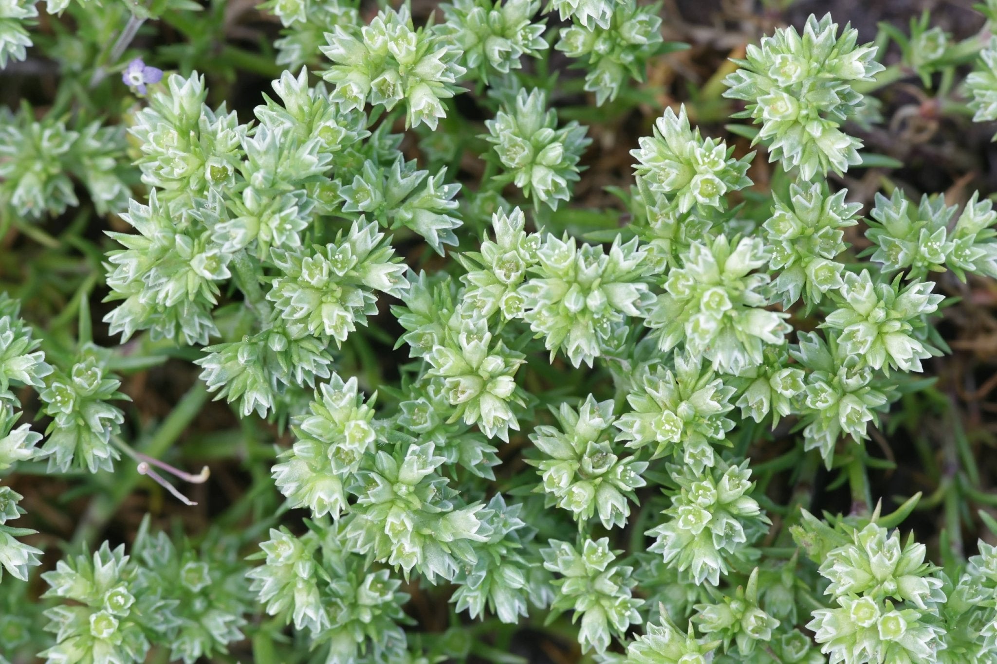 The Art of Flower Therapy - Spiral Circle