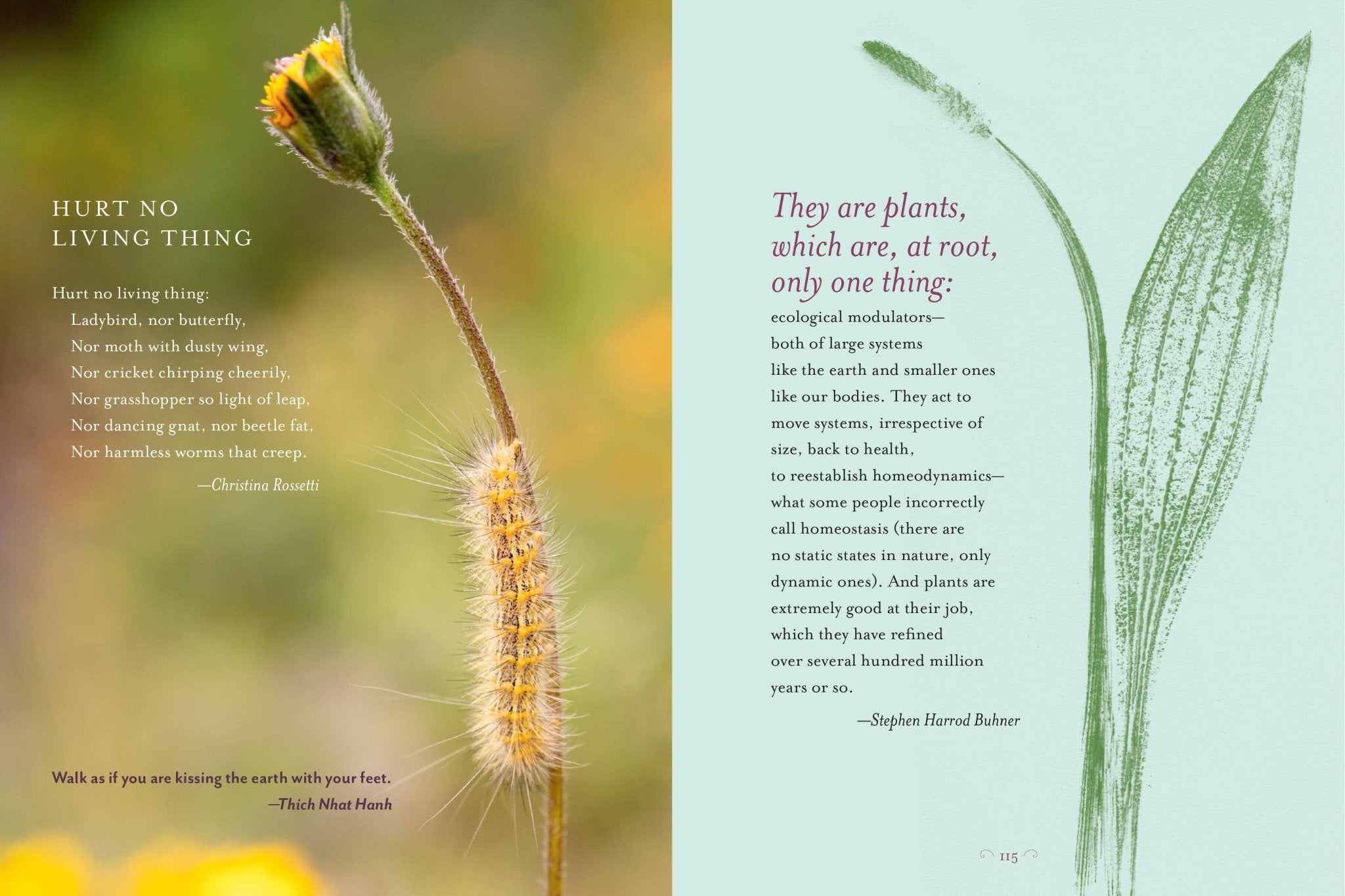 The Generosity Of Plants - Spiral Circle