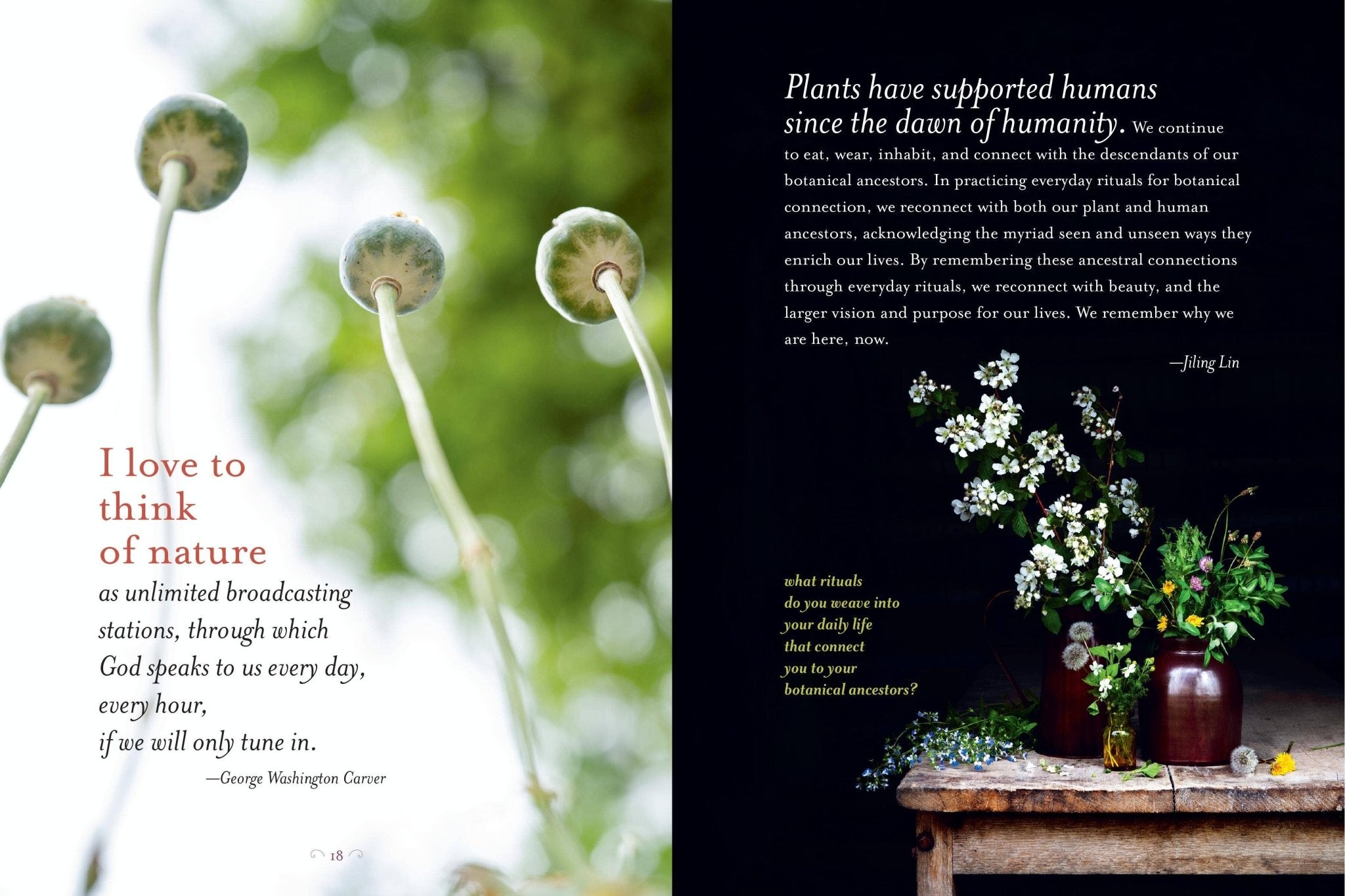 The Generosity Of Plants - Spiral Circle