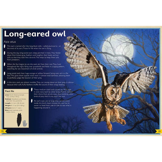 The Magnificent Book of Night Creatures - Spiral Circle