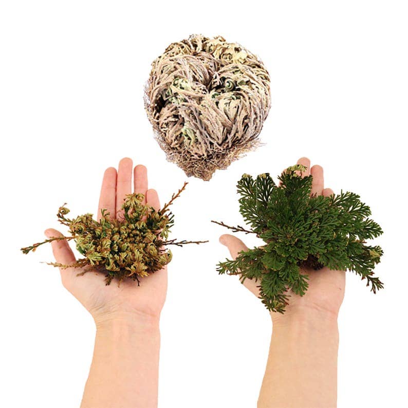 1Lb Rose Flower of Jericho Resurrection Plant by the Pound - Spiral Circle