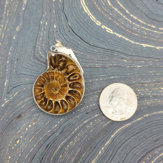 Ammonite Slices | Pendant - Spiral Circle