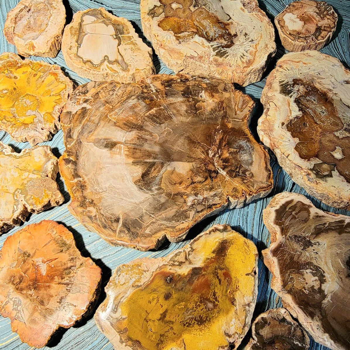 Petrified Wood Slices - Spiral Circle