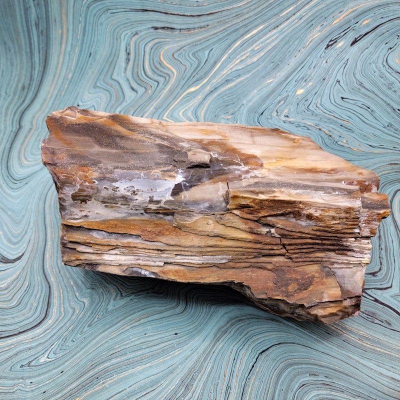 Petrified Wood Statement Piece - Spiral Circle