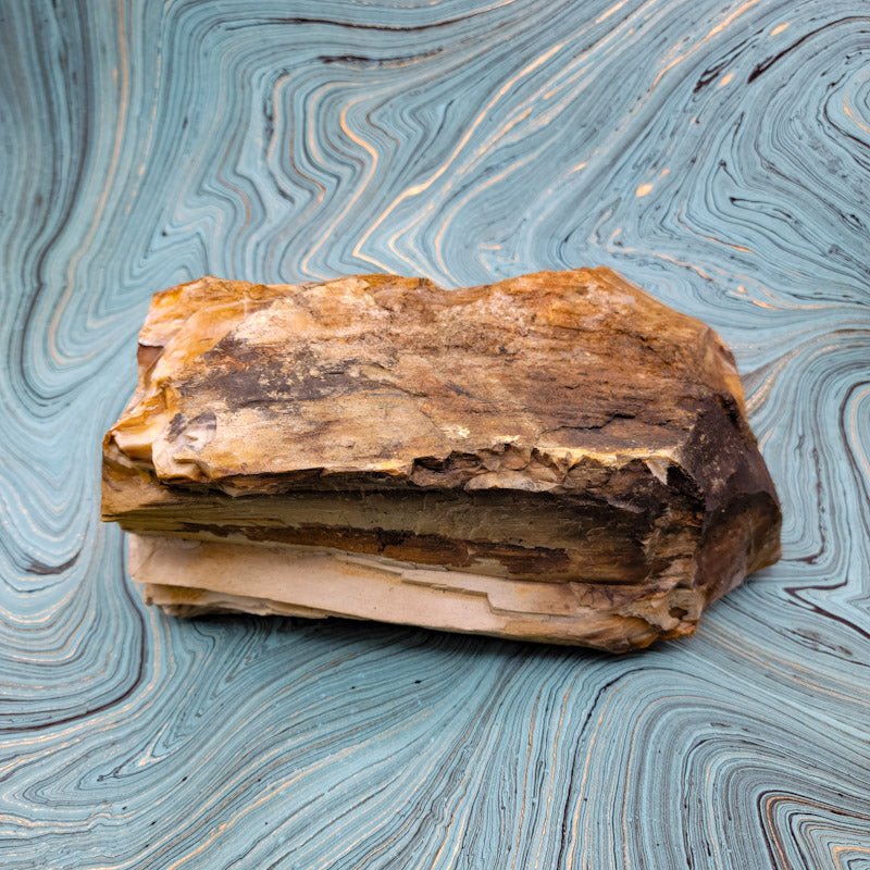 Petrified Wood Statement Piece - Spiral Circle