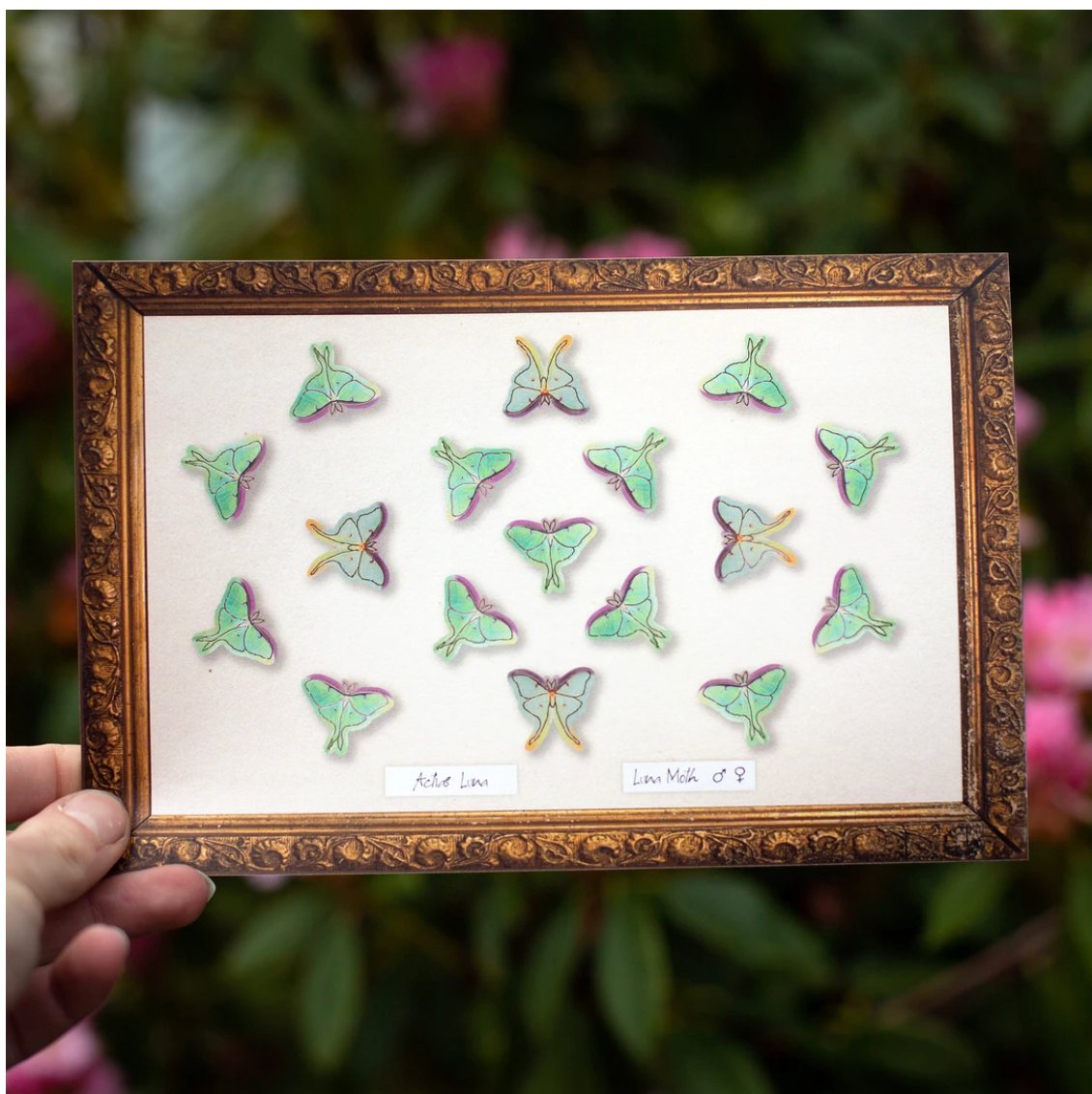 Snowmoon | Micro Luna Moth Collection - Spiral Circle