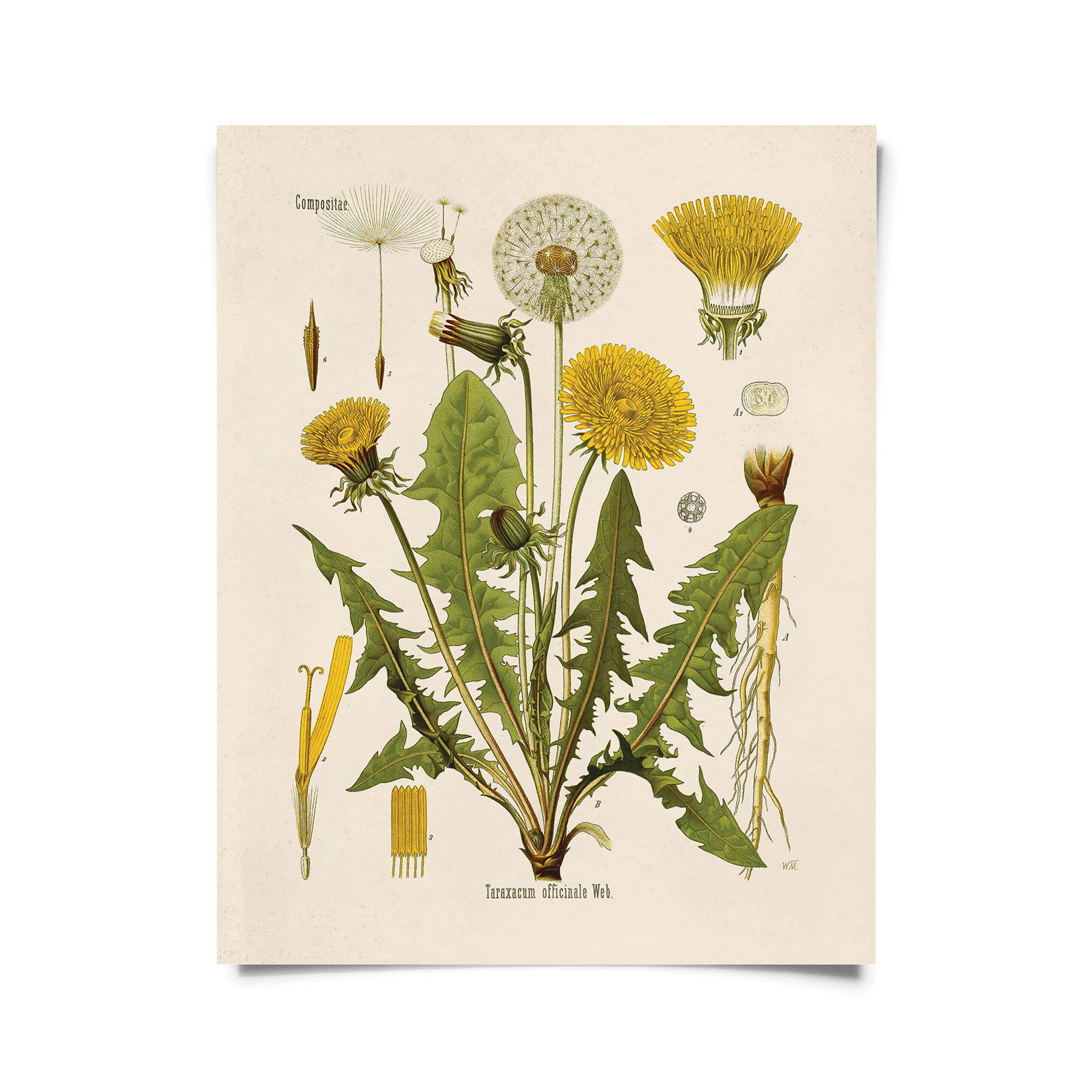 Vintage Botanical Dandelion Flower Art Print | 11