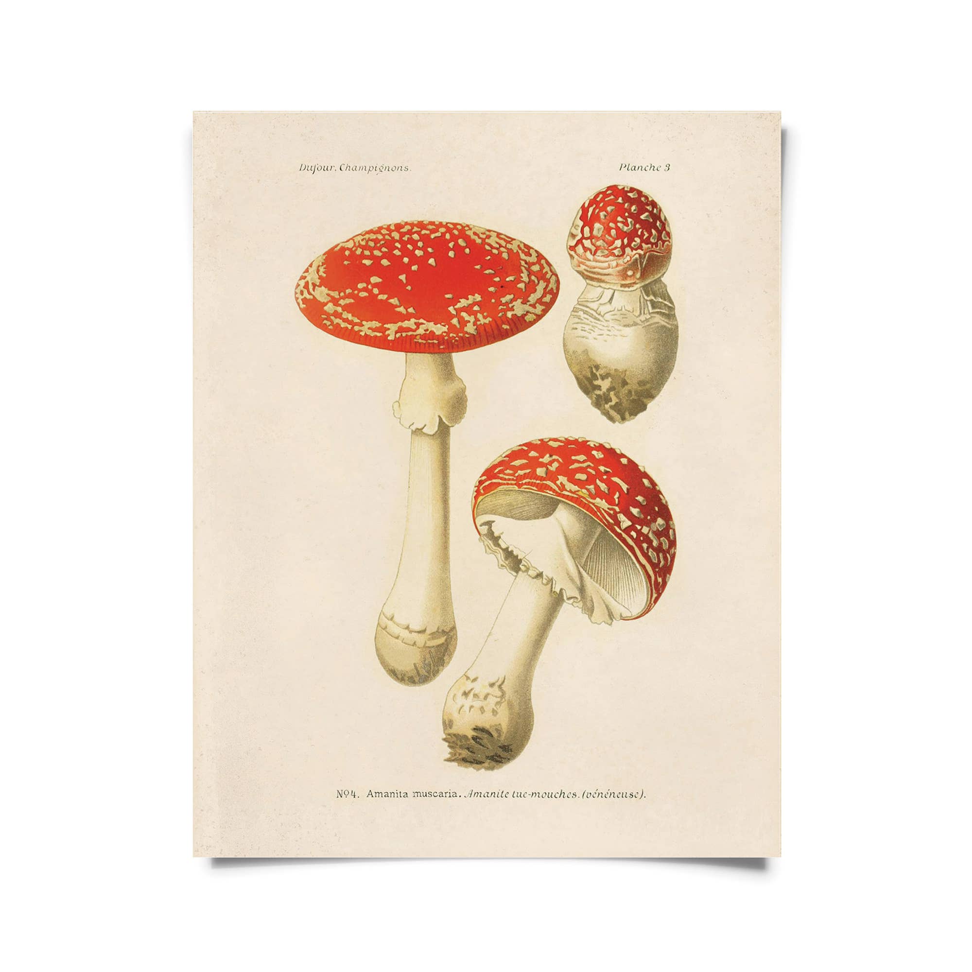 Vintage Botanical Magic Mushroom Print | 11" x 14" - Spiral Circle