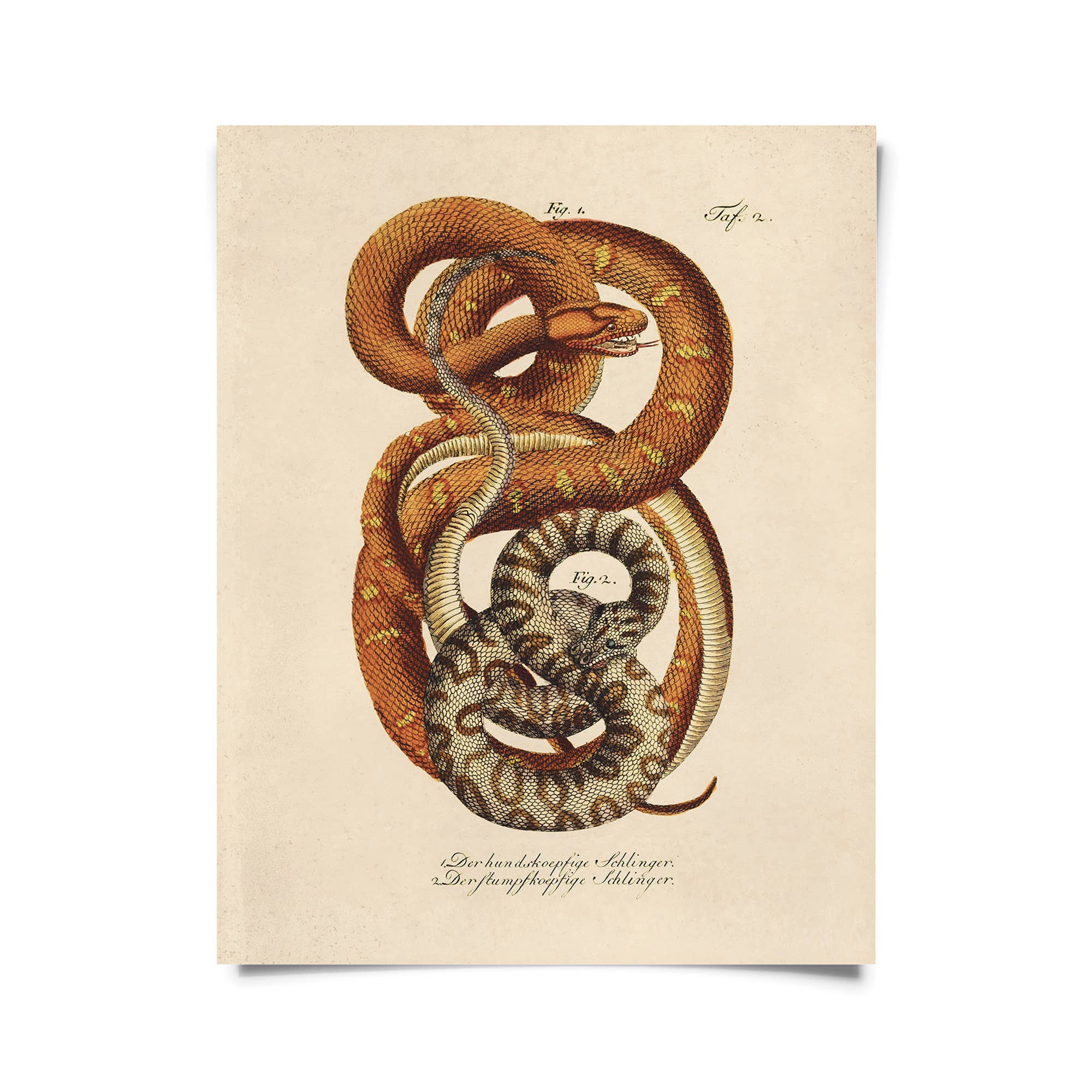 Vintage French Snake Print - Spiral Circle