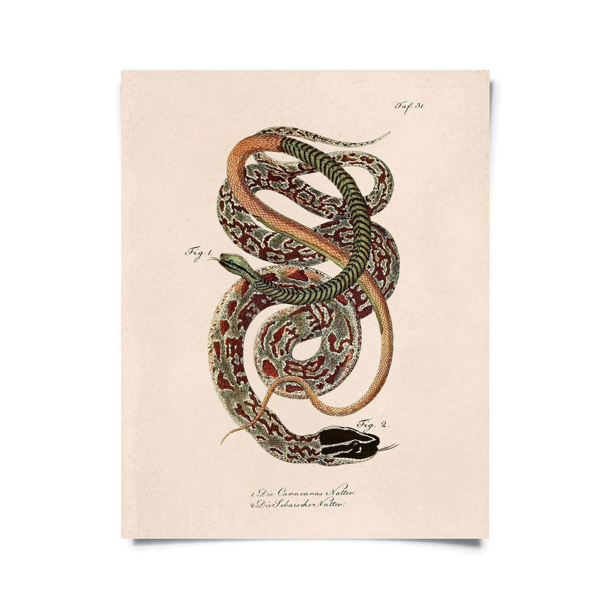 Vintage French Snake Zoology 2 Print w/ optional frame - Spiral Circle