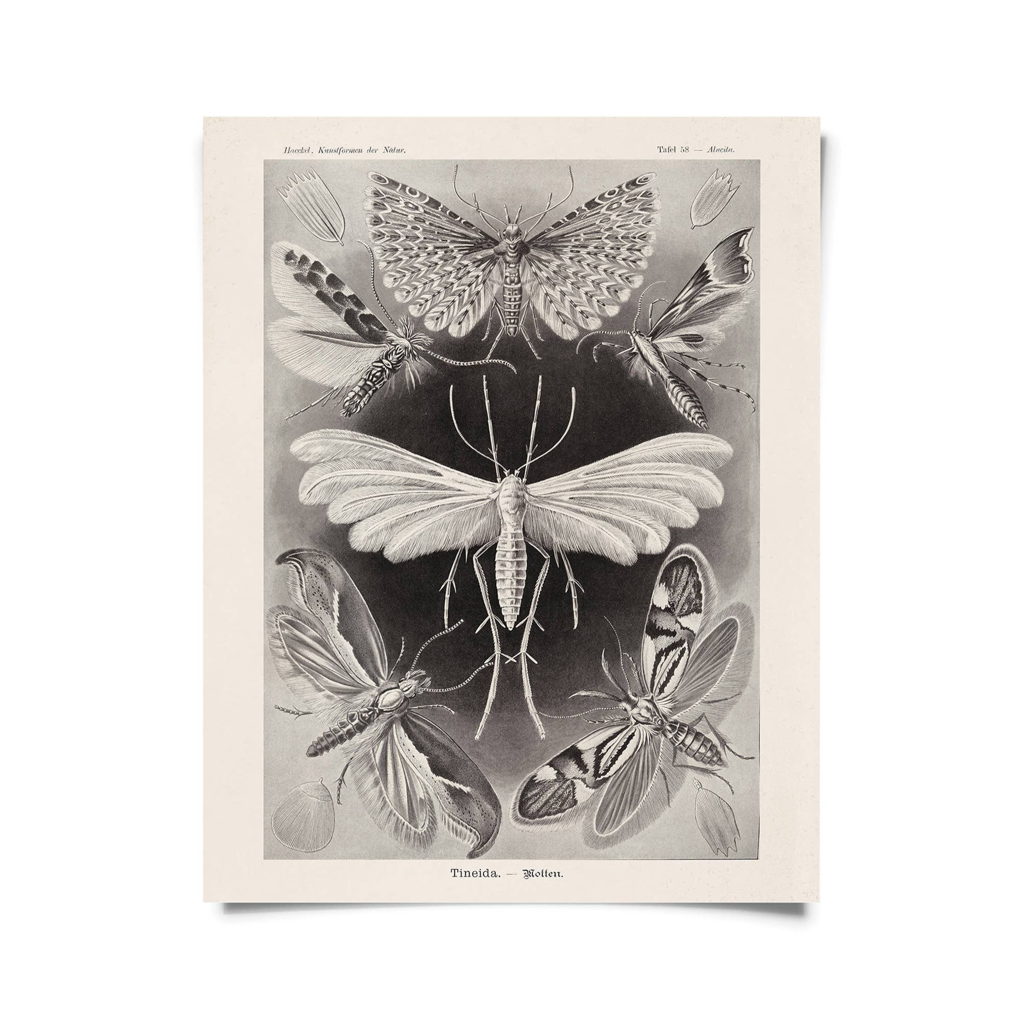 Vintage Haeckel Moth Insect Print | 11