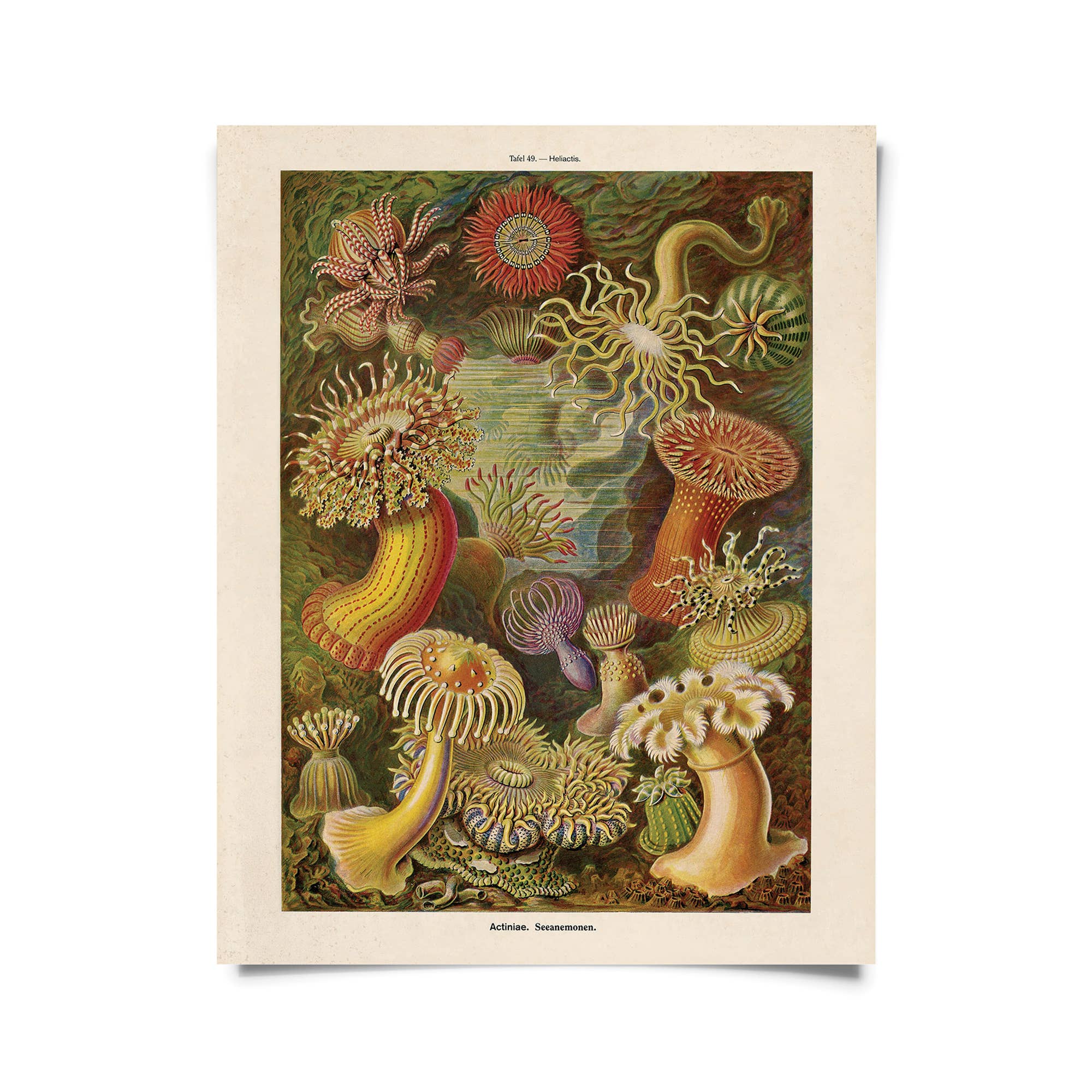 Vintage Haeckel Sea Anemone Print - Spiral Circle
