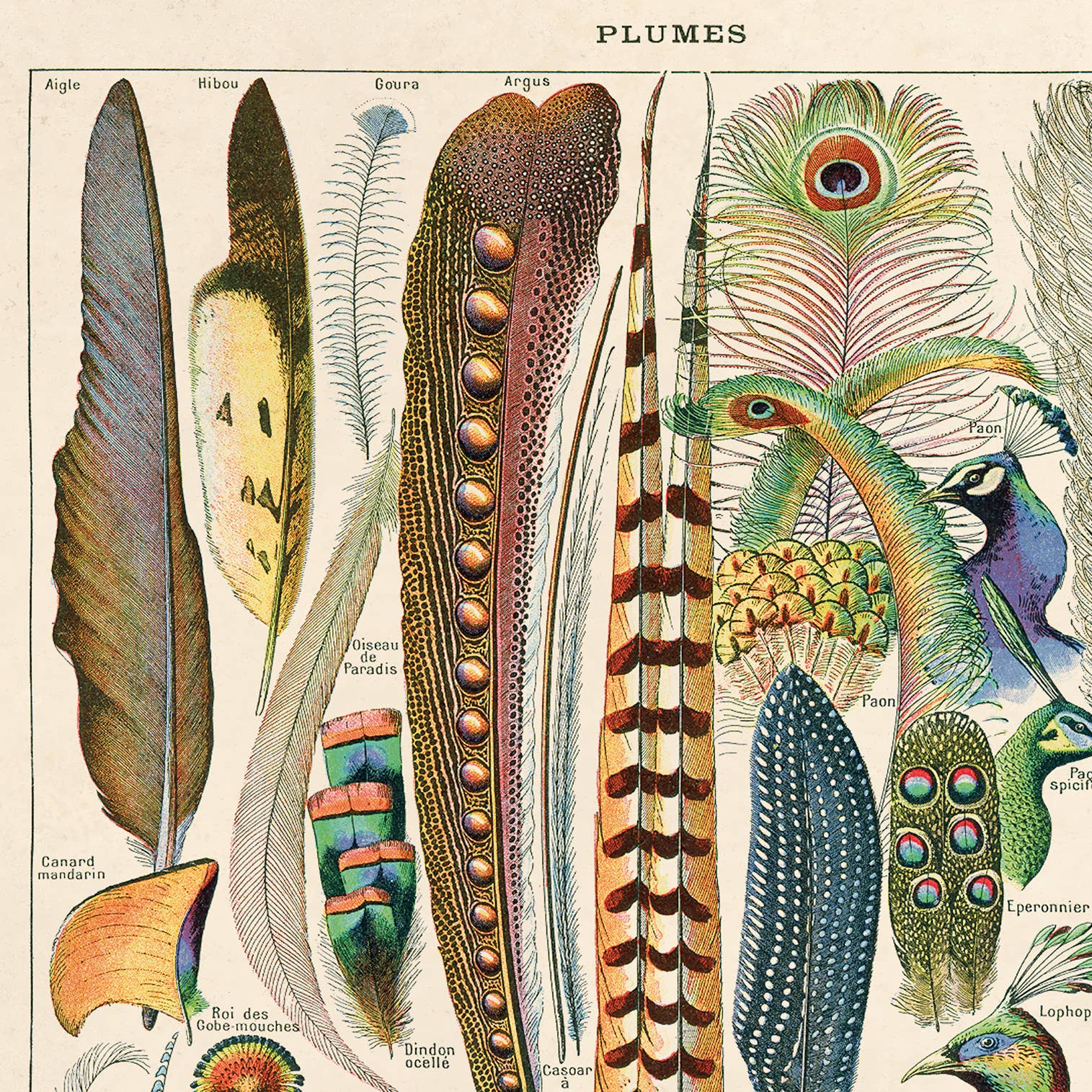Vintage Millot Plumes Bird Feather Print - Spiral Circle