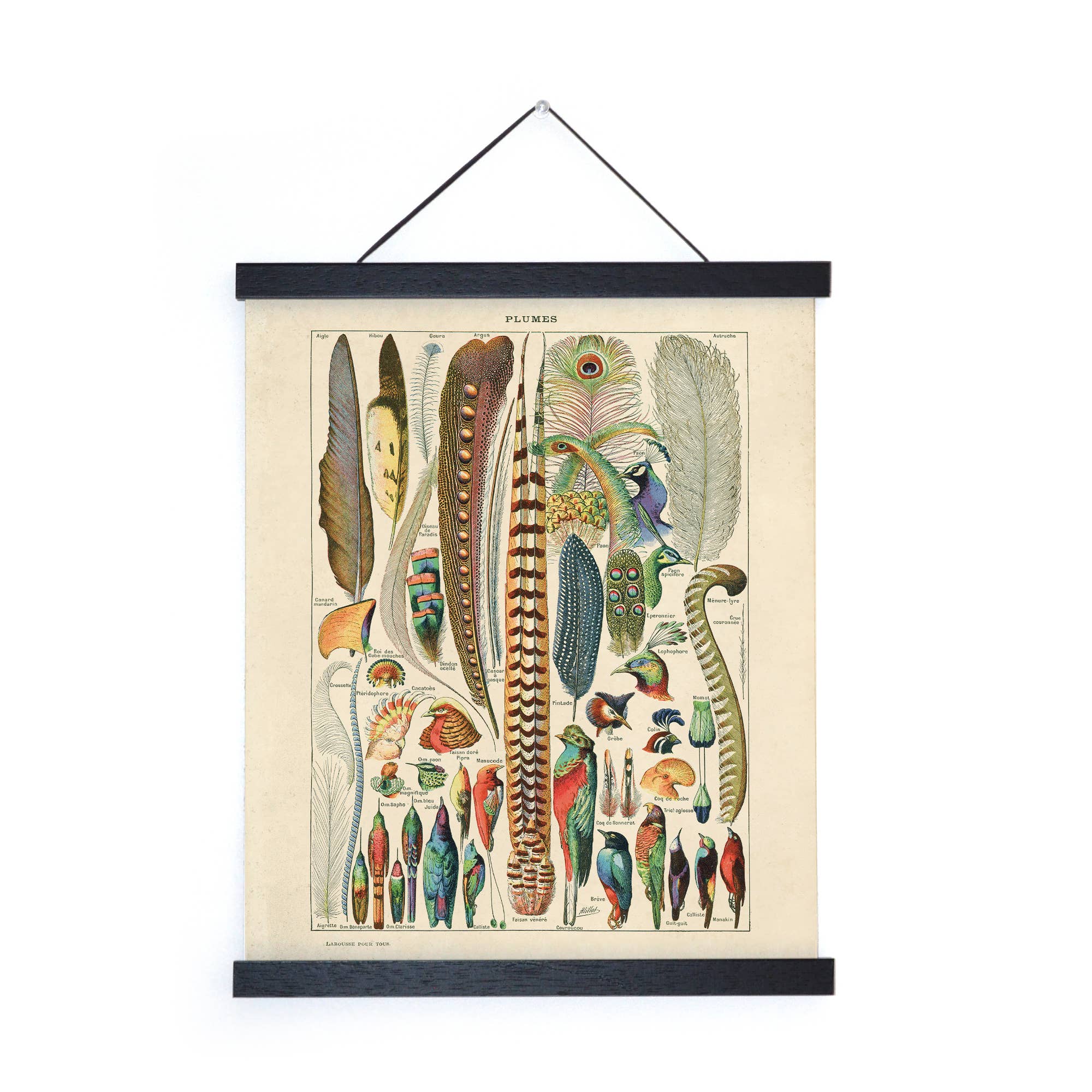 Vintage Millot Plumes Bird Feather Print - Spiral Circle